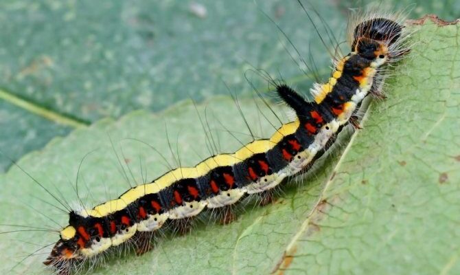 Чому гусениці з мультфільму Лунтик не стають метеликами? Розкриття таємниці