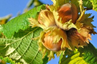 Чи виросте дерево з фундука: все про вирощування горіхових культур