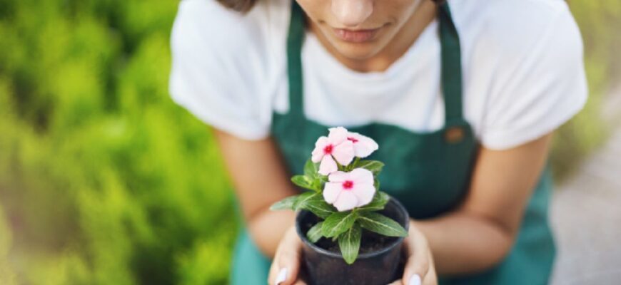 Які квіти можна сіяти влітку: практичні поради для садівників