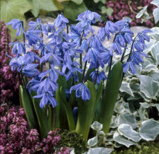Чи можна купити проліски: де знайти та як уникнути штрафів