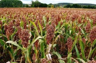 Користь проса для здоров’я: основні переваги вживання для людини