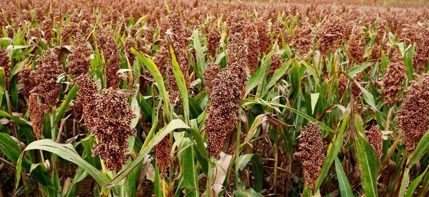 Користь проса для здоров’я: основні переваги вживання для людини