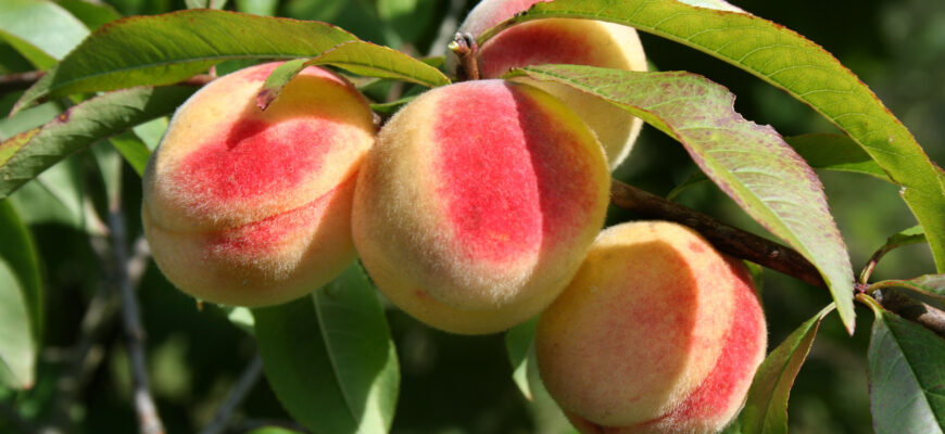 Де ростуть персики: огляд найкращих регіонів для вирощування фруктів