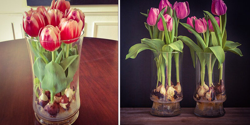 10 ефективних методів для прискорення росту тюльпанів у вашому саду