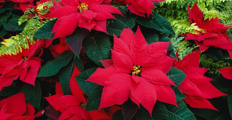 Що символізує квітка пуансетія: символіка та значення “різдвяної зірки”