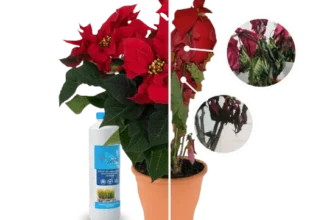 Чому листя у різдвяної зірки в’яне: основні причини та поради догляду