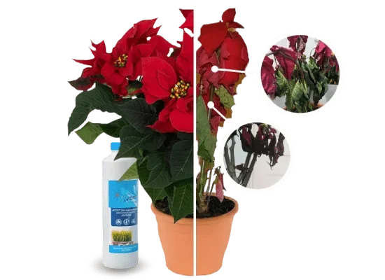 Чому листя у різдвяної зірки в’яне: основні причини та поради догляду