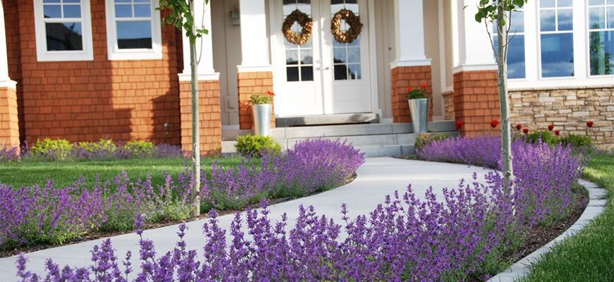 Оптимальні місця для посадки лаванди на вашій присадибній ділянці