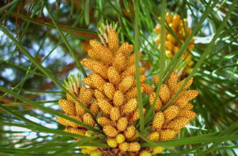 Особливості пилку сосни: Користь, властивості та застосування