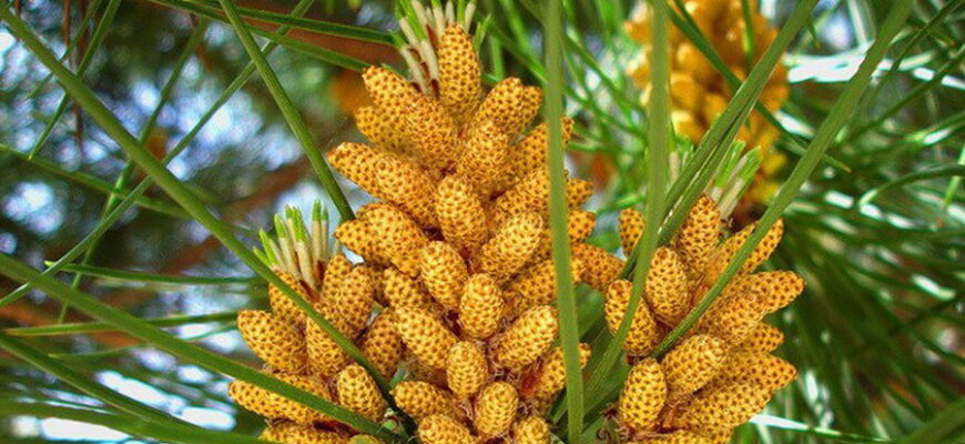 Особливості пилку сосни: Користь, властивості та застосування