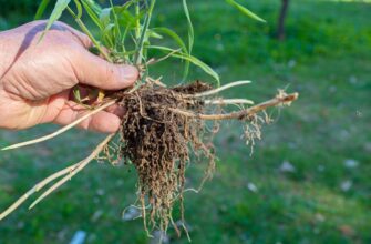 Чи безпечно й корисно вживати траву пирій у їжу: поради та застереження