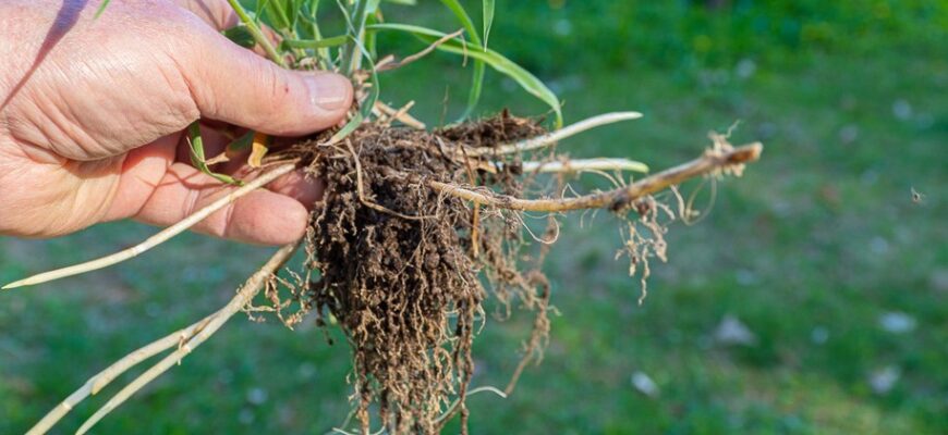 Чи безпечно й корисно вживати траву пирій у їжу: поради та застереження