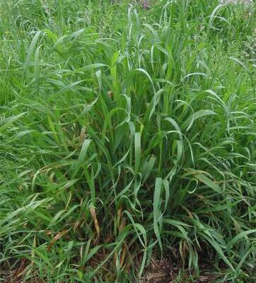 Якому ґрунту надає перевагу пирій: оптимальні умови для росту