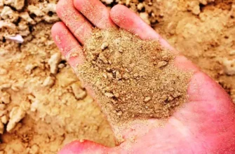 Які культури ефективно ростуть на піщаних ґрунтах: повний огляд