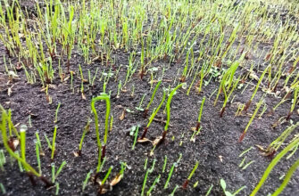 Скільки часу потрібно для проростання газонної трави: повний гайд