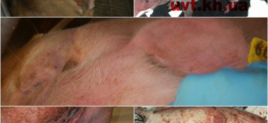 Чи безпечне свиняче м’ясо при рожі: дізнайтеся правду тут!