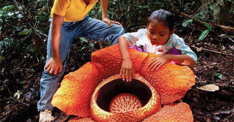 Яка квітка є найнезвичайнішою у світі: ТОП неймовірних природних шедеврів