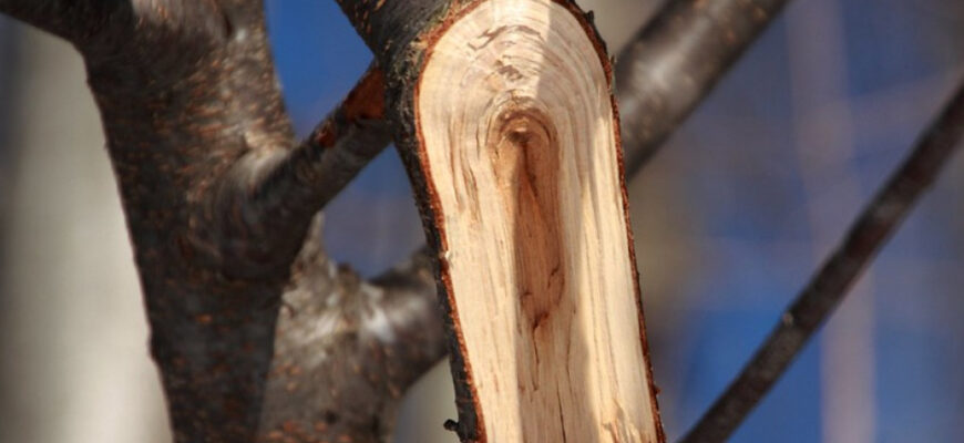 Ефективні методи лікування пошкодженої кори дерев: Поради та рекомендації