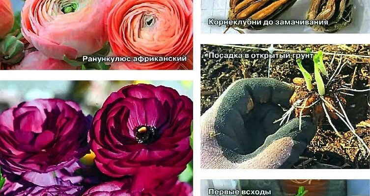 Чи обов’язково викопувати ранункулюс на зиму: поради садівникам