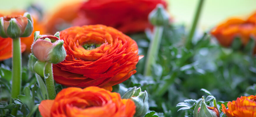 Коли й як правильно викопувати ранункулюс після завершення цвітіння?