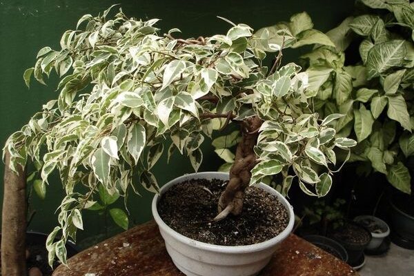 Ідеальні добрива для фікуса: як обрати підживлення для активного росту