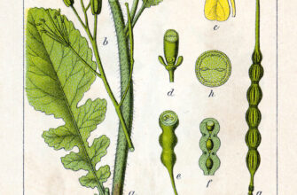 Як виглядає дика редька: детальний опис та характеристики рослини