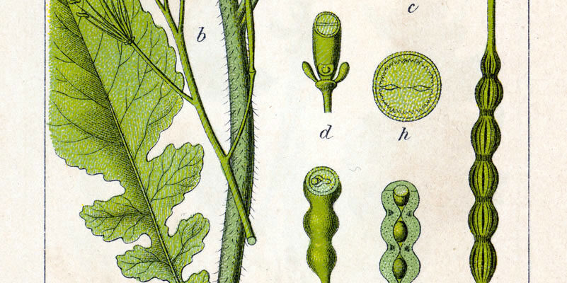 Як виглядає дика редька: детальний опис та характеристики рослини