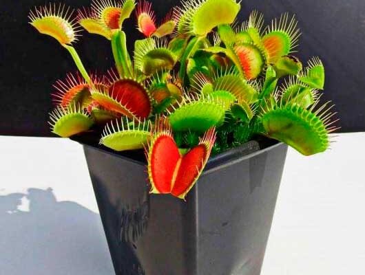 Звички харчування мухоловок: як часто ці рослини споживають їжу?