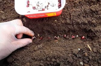 Як вибрати ідеальний торф для успішного вирощування лілій?