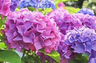 Відмінності між Волотистою та Крупнолистою гортензією: повний гід