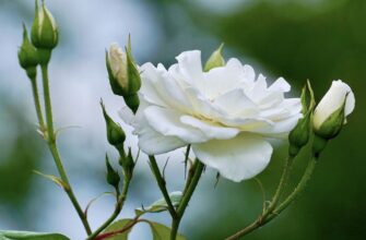 Що символізують білі троянди: глибоке значення і традиції квітів