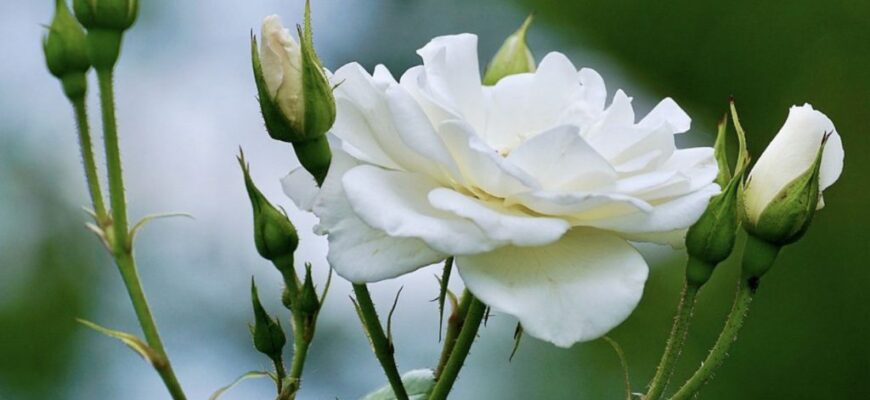 Що символізують білі троянди: глибоке значення і традиції квітів