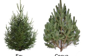 Як відрізнити ялинку від сосни: детальний гід для початківців