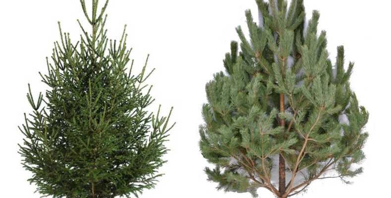 Як відрізнити ялинку від сосни: детальний гід для початківців