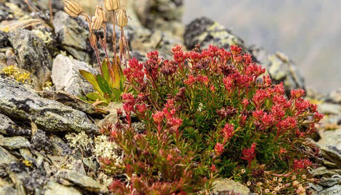 Родіола рожева при підвищеному тиску: чи варто вживати та як це впливає?