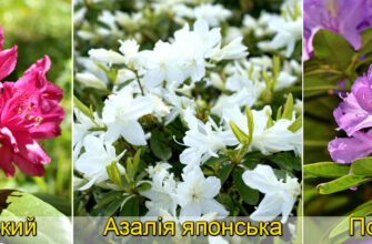 Види рододендронів: розмаїття квітів для вашого саду