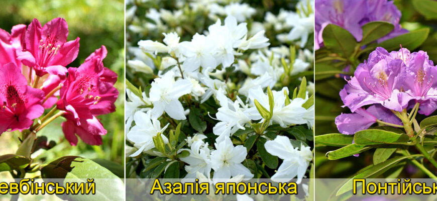 Види рододендронів: розмаїття квітів для вашого саду