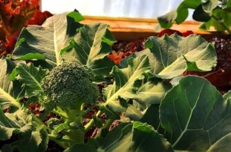 Коли найкраще сіяти капусту романеско: поради та рекомендації