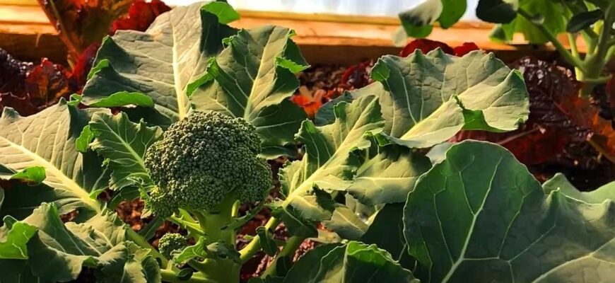 Коли найкраще сіяти капусту романеско: поради та рекомендації