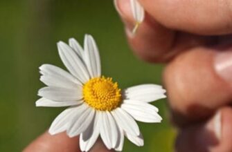 Значення квітів уві сні: тлумачення за сонником та символіка сновидінь