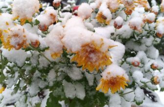 Як рослини виживають взимку під снігом: секрети морозостійкості