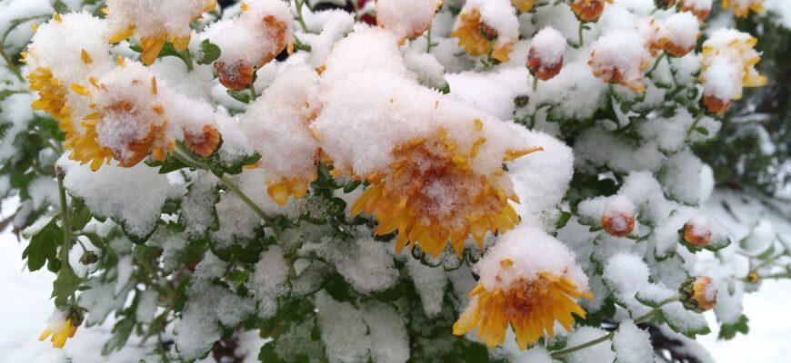 Як рослини виживають взимку під снігом: секрети морозостійкості