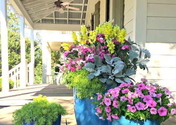 Що краще посадити в низький широкий горщик: рекомендації та поради