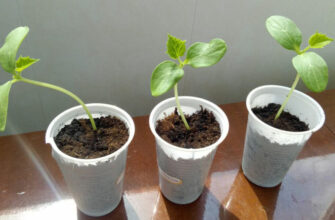 Що робити, щоб розсада не витягувалася: поради і рекомендації