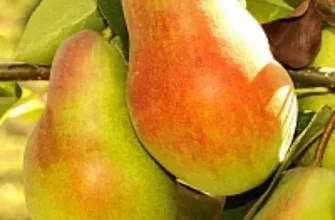 Найкращі сорти груш: вибір для вашого саду та кулінарії