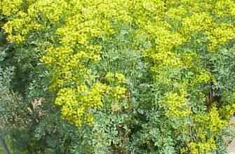 Де росте рута: найкращі місця для пошуку цієї таємничої рослини