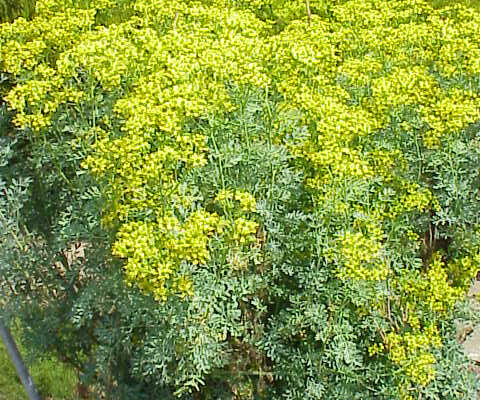 Де росте рута: найкращі місця для пошуку цієї таємничої рослини