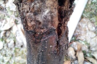 Як виглядає рак плодових дерев: ознаки, симптоми та фото хвороби