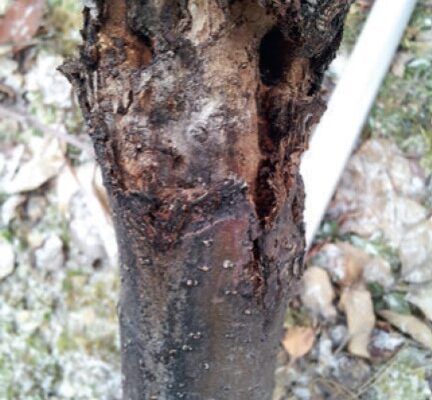 Як виглядає рак плодових дерев: ознаки, симптоми та фото хвороби