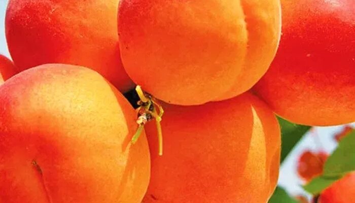 Саджанці абрикосів для України: вибір сортів і їх вартість